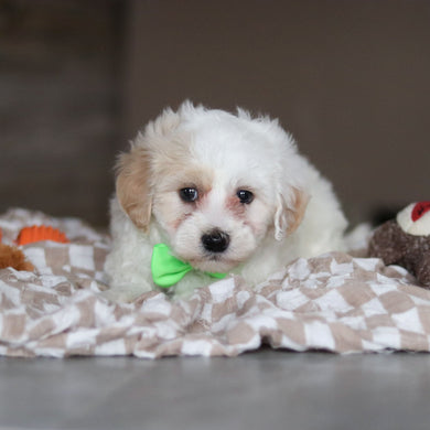 Holly - Available 3/19