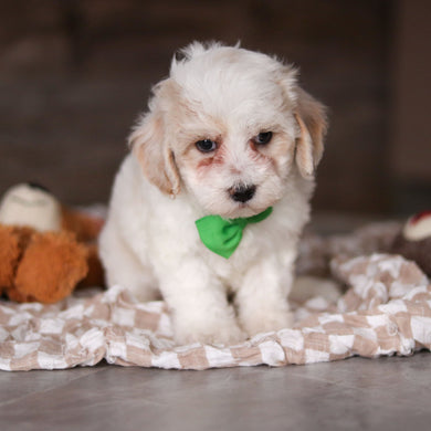 Helen - Available 3/19