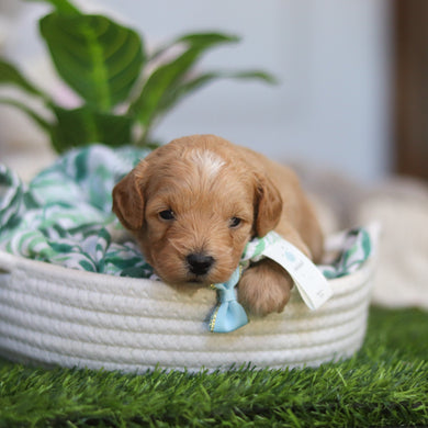 Richie - Available 4/30