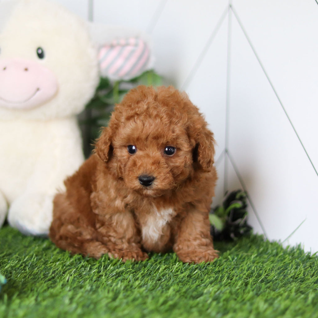 Timmy - Available 4/30