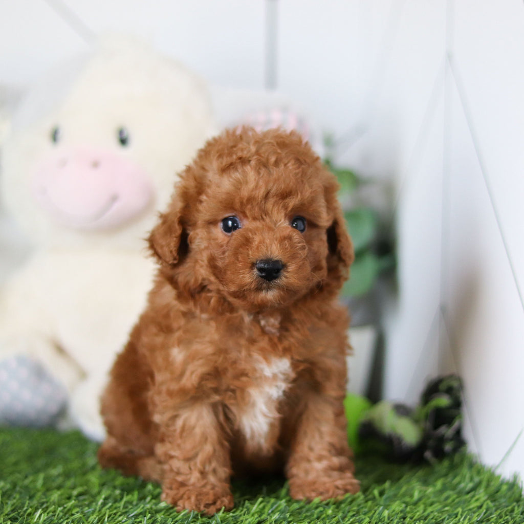 Timmy - Available 4/30