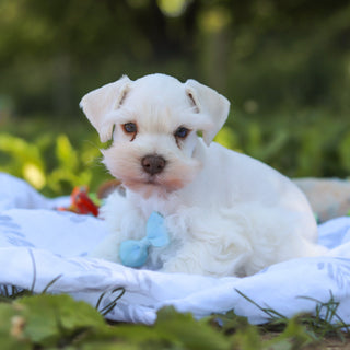 Chandler - Available 6/18