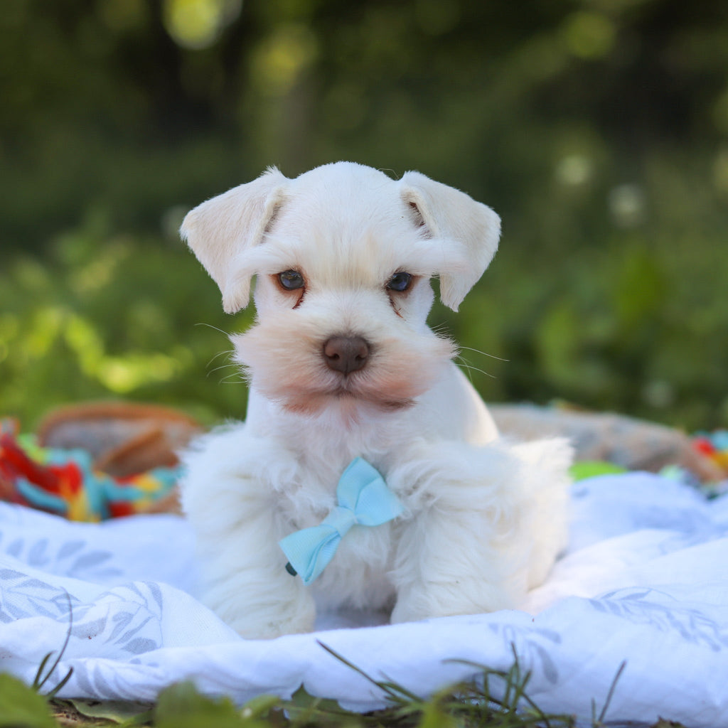 Chandler - Available Now