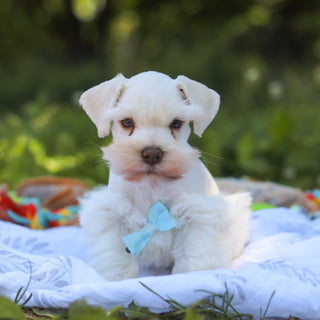 Chandler - Available 6/18