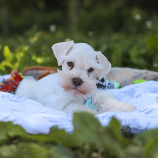 Chandler - Available Now