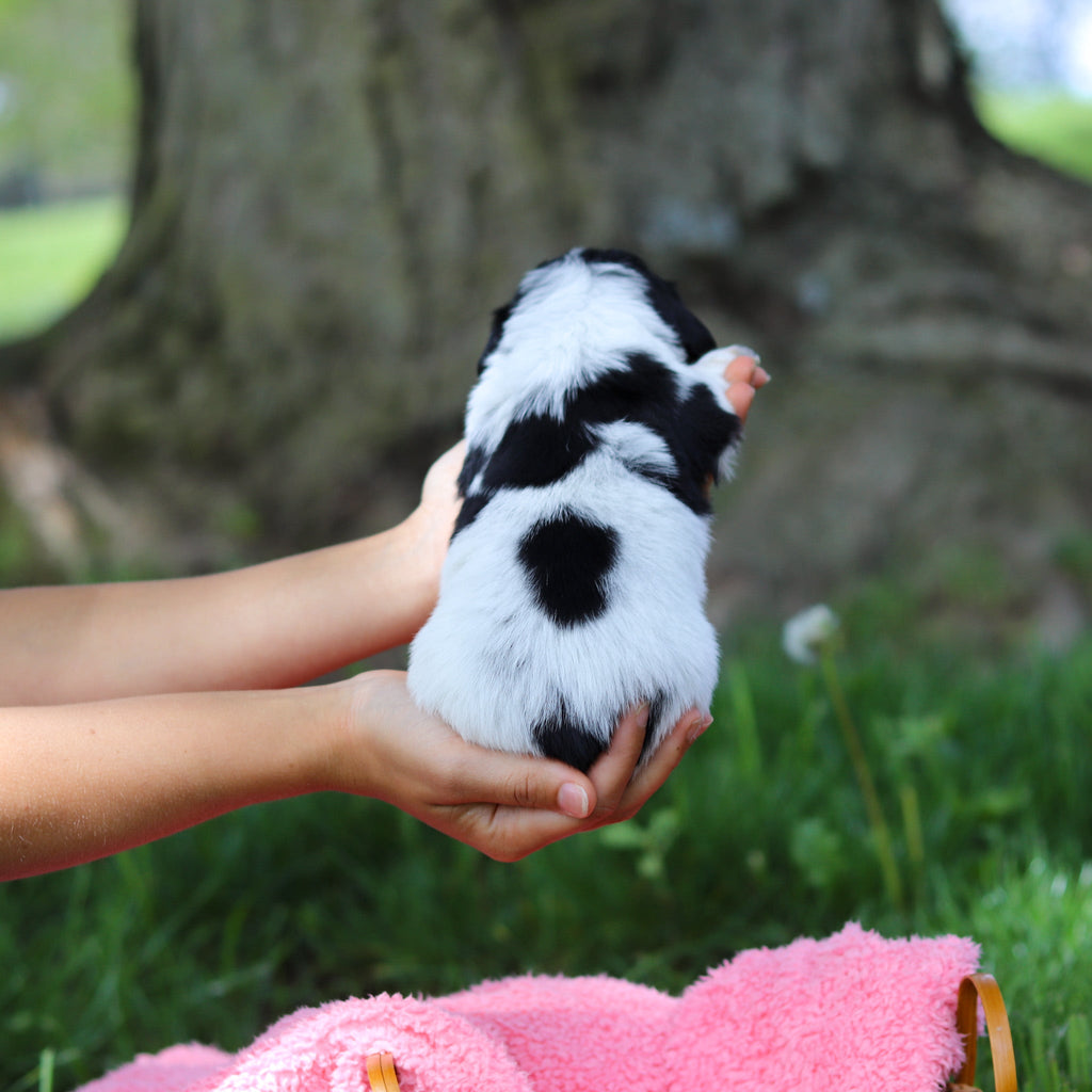 Dexter - Available 6/4