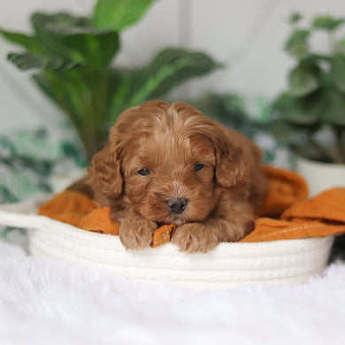 Corbin - Available 4/9