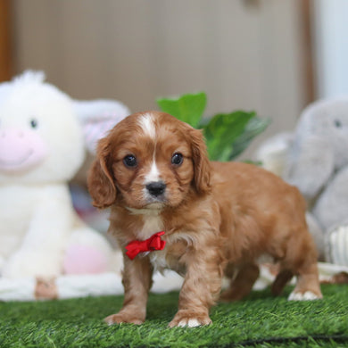 Jett - Available 4/9