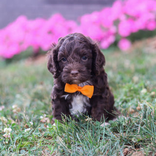 Potter - Available 8/20