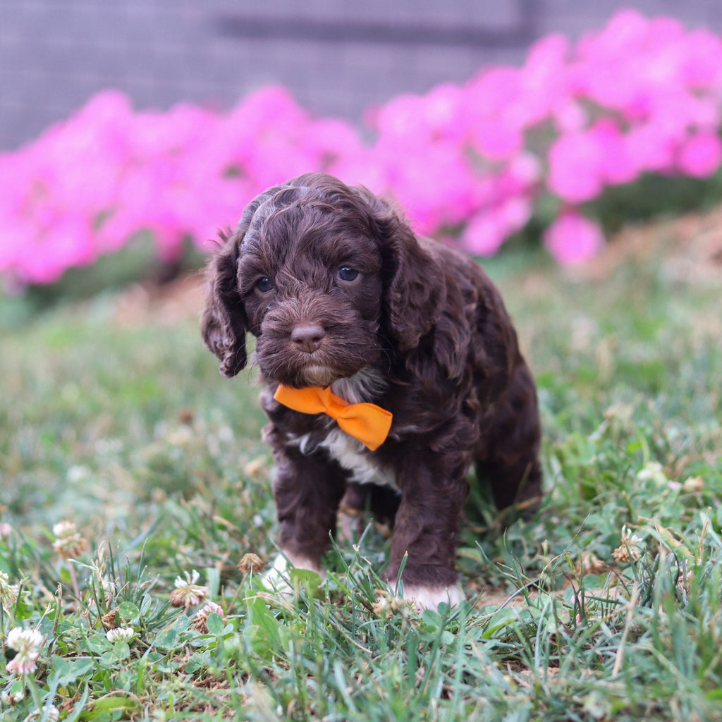 Potter - Available 8/20