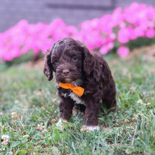 Potter - Available 8/20