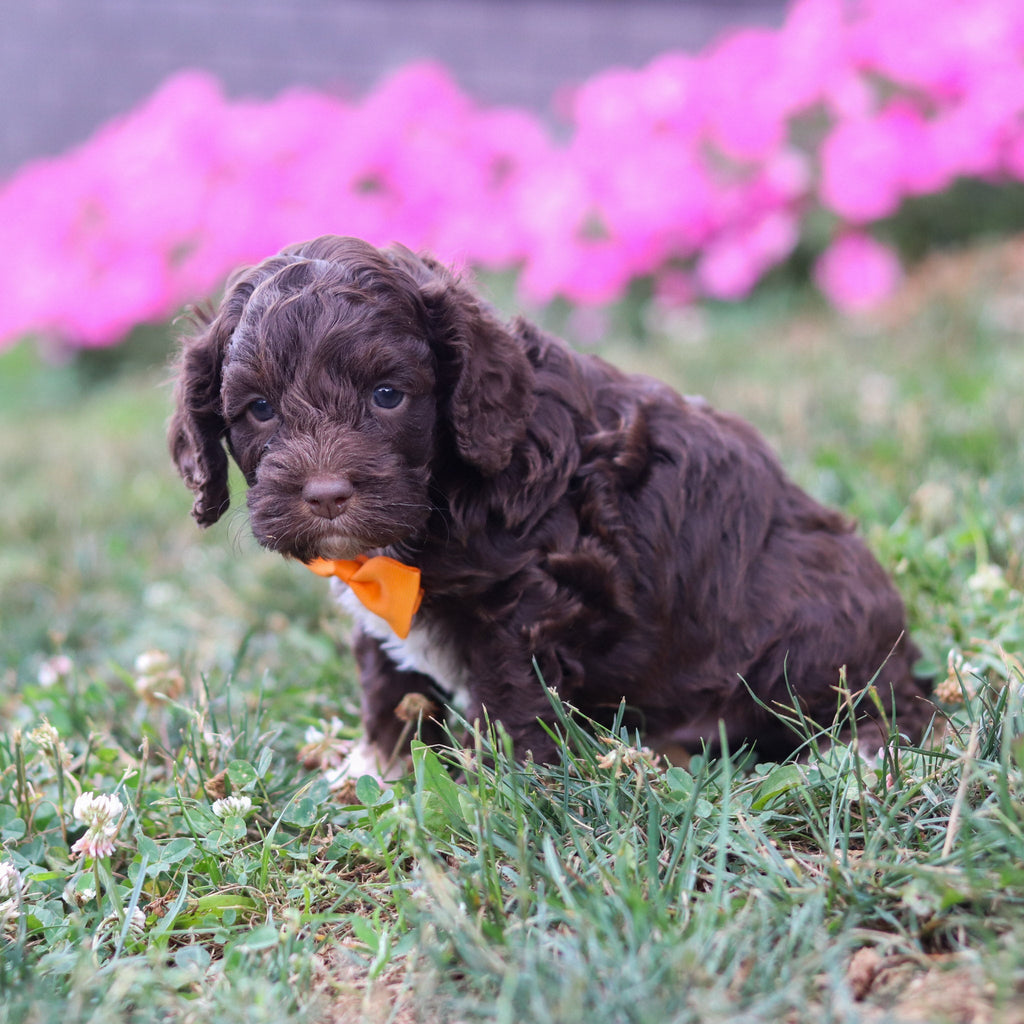 Potter - Available 8/20