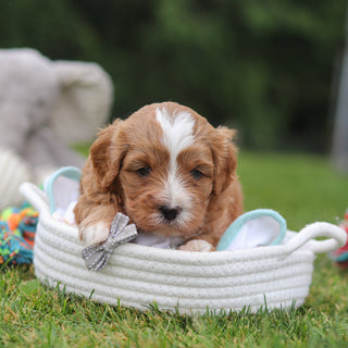 Kingsley - Available Now