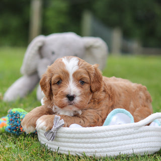 Kingsley - Available Now