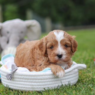 Kingsley - Available Now