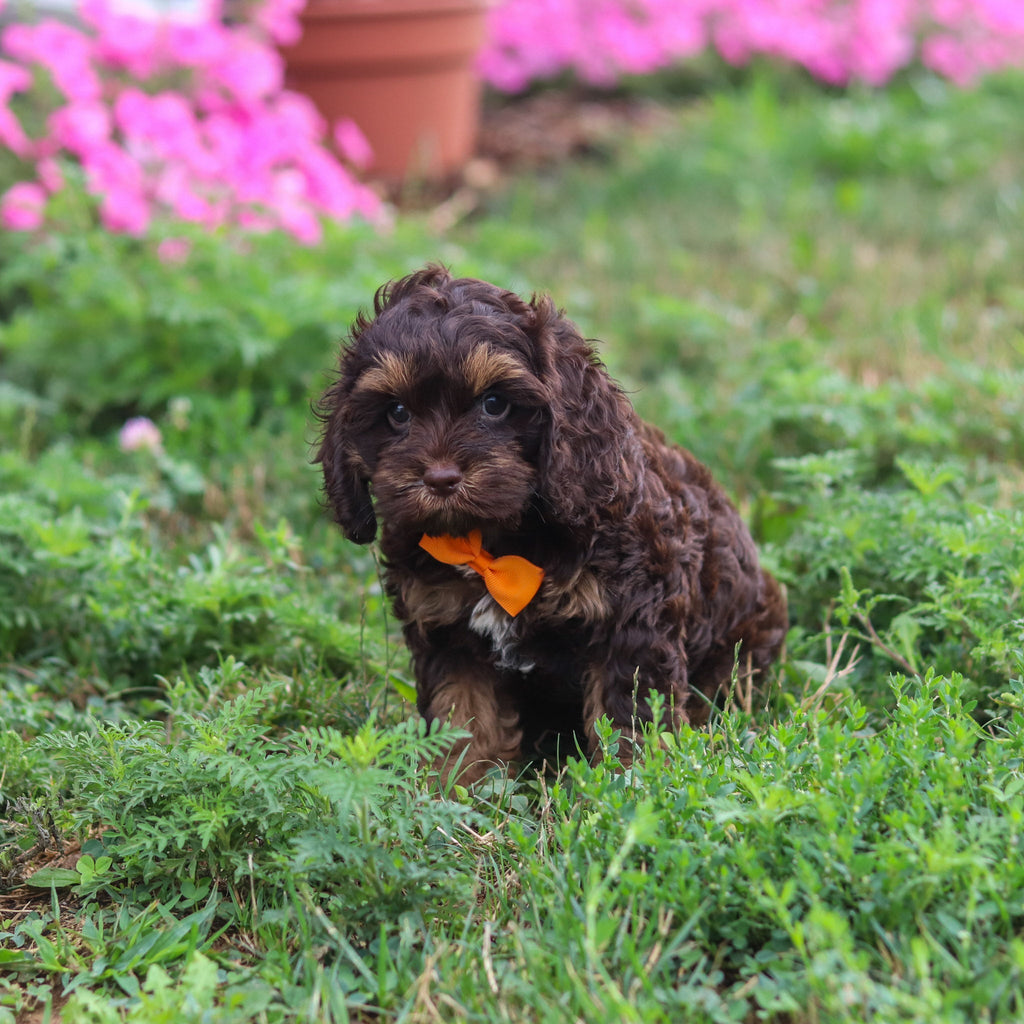 Pretzel - Available 8/20