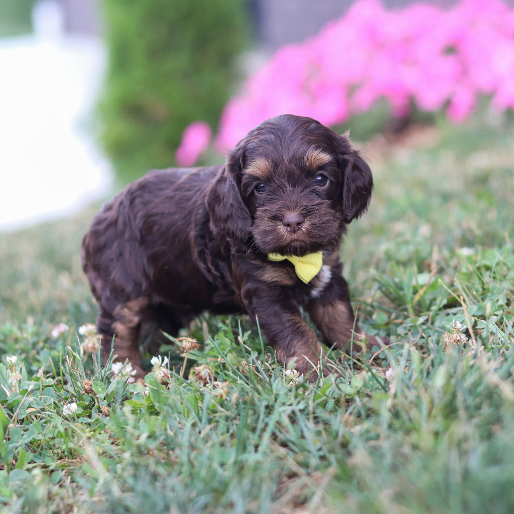 Pretzel - Available 8/20