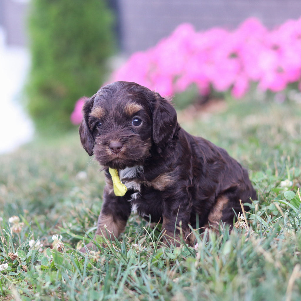 Pretzel - Available 8/20