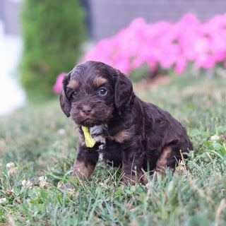 Pretzel - Available 8/20