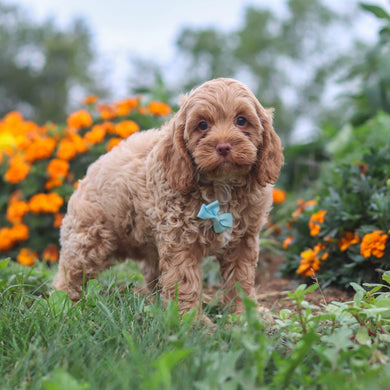 Pumpkin - Available 8/20