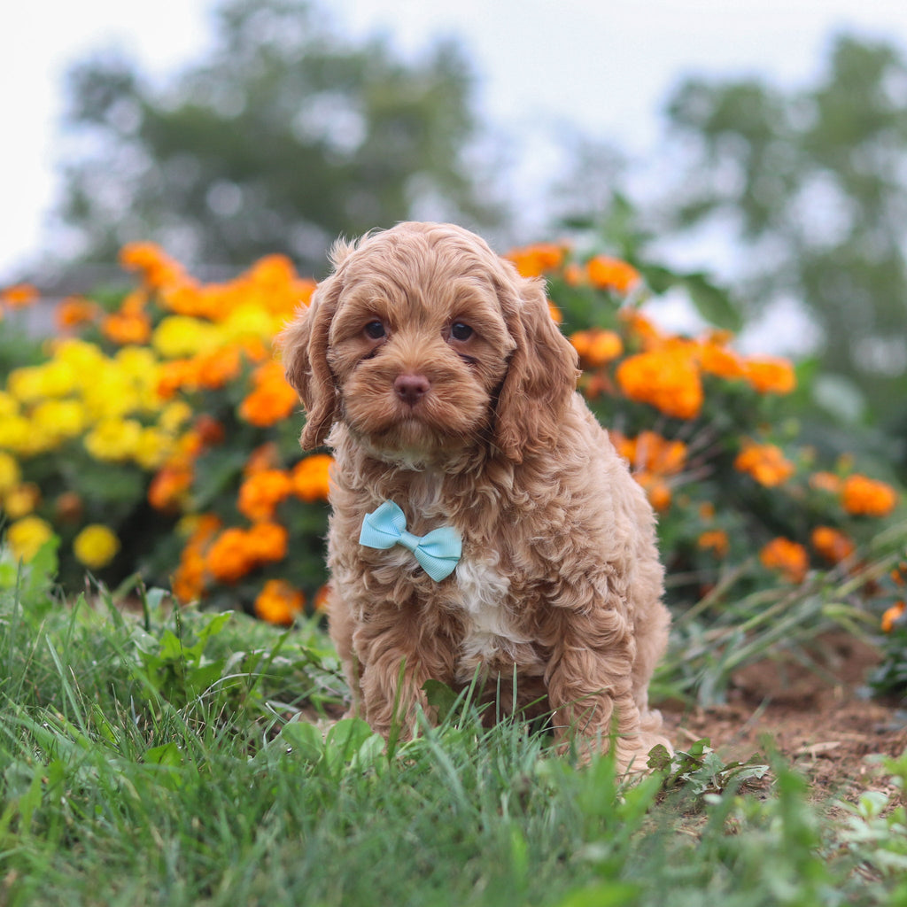 Pumpkin - Available 8/20