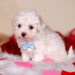 Violet - Available 2/25