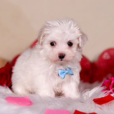 Violet - Available 2/25