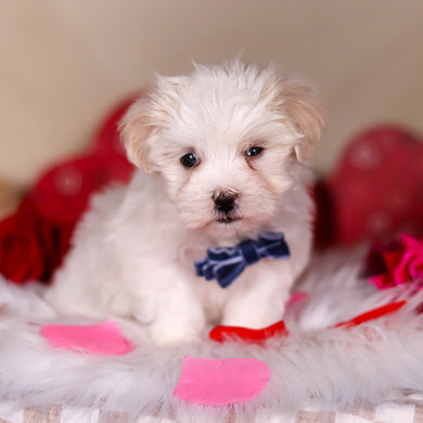 Vienna - Available 2/25