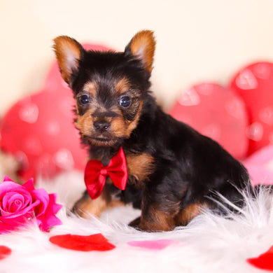 Mickey - Available Now