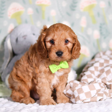 Rocky - Available 3/12