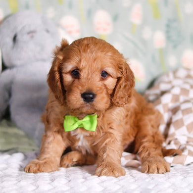 Rocky - Available 3/12