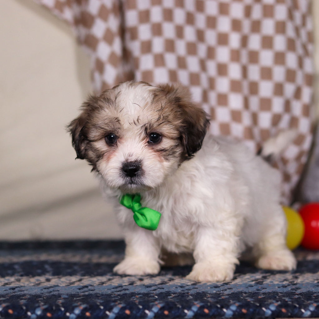 Barrett - Available Now