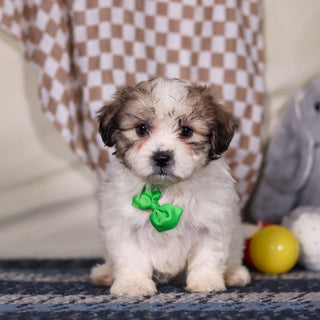 Barrett - Available Now