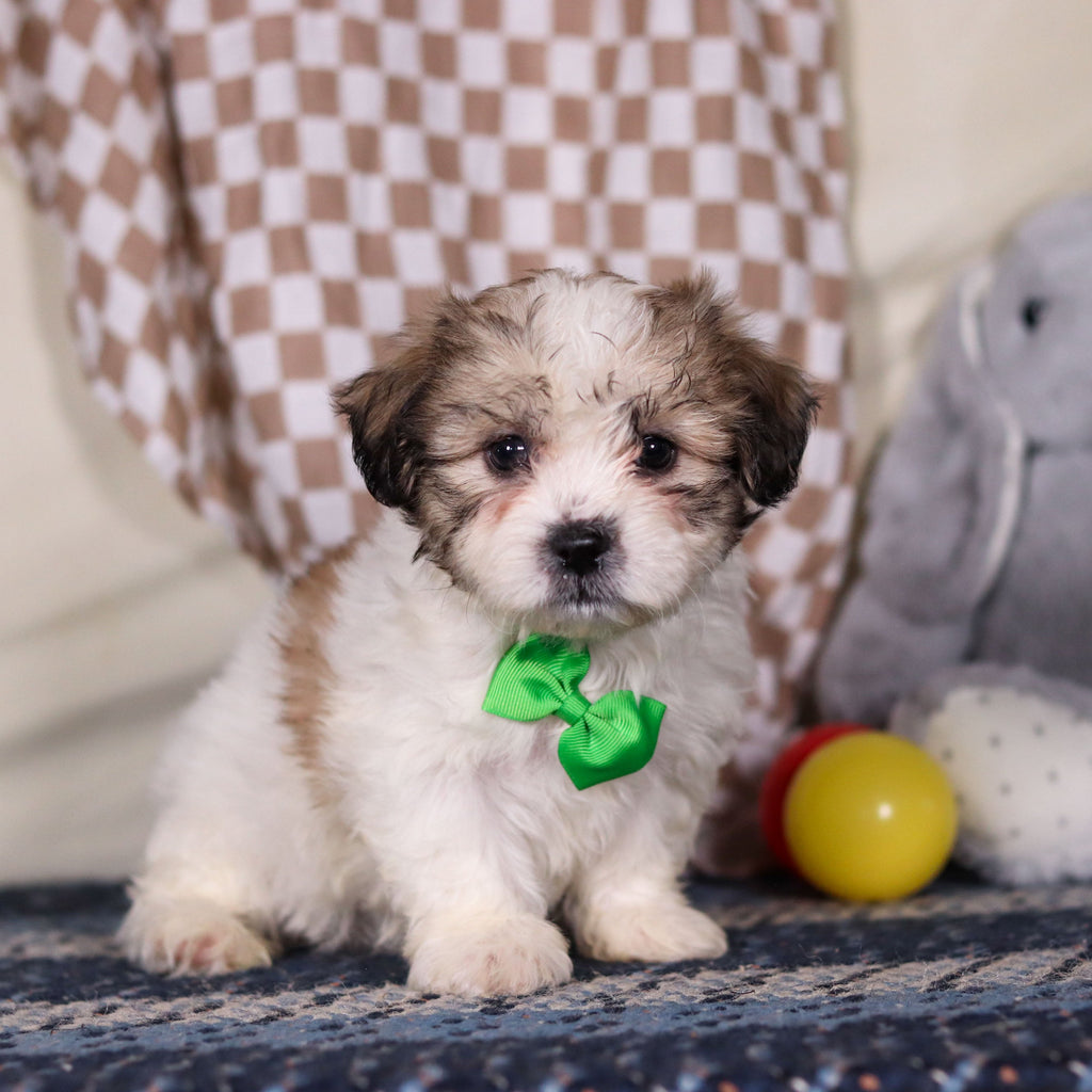 Barrett - Available Now