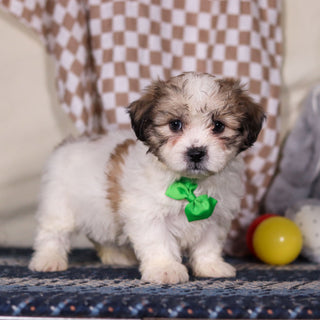 Barrett - Available Now