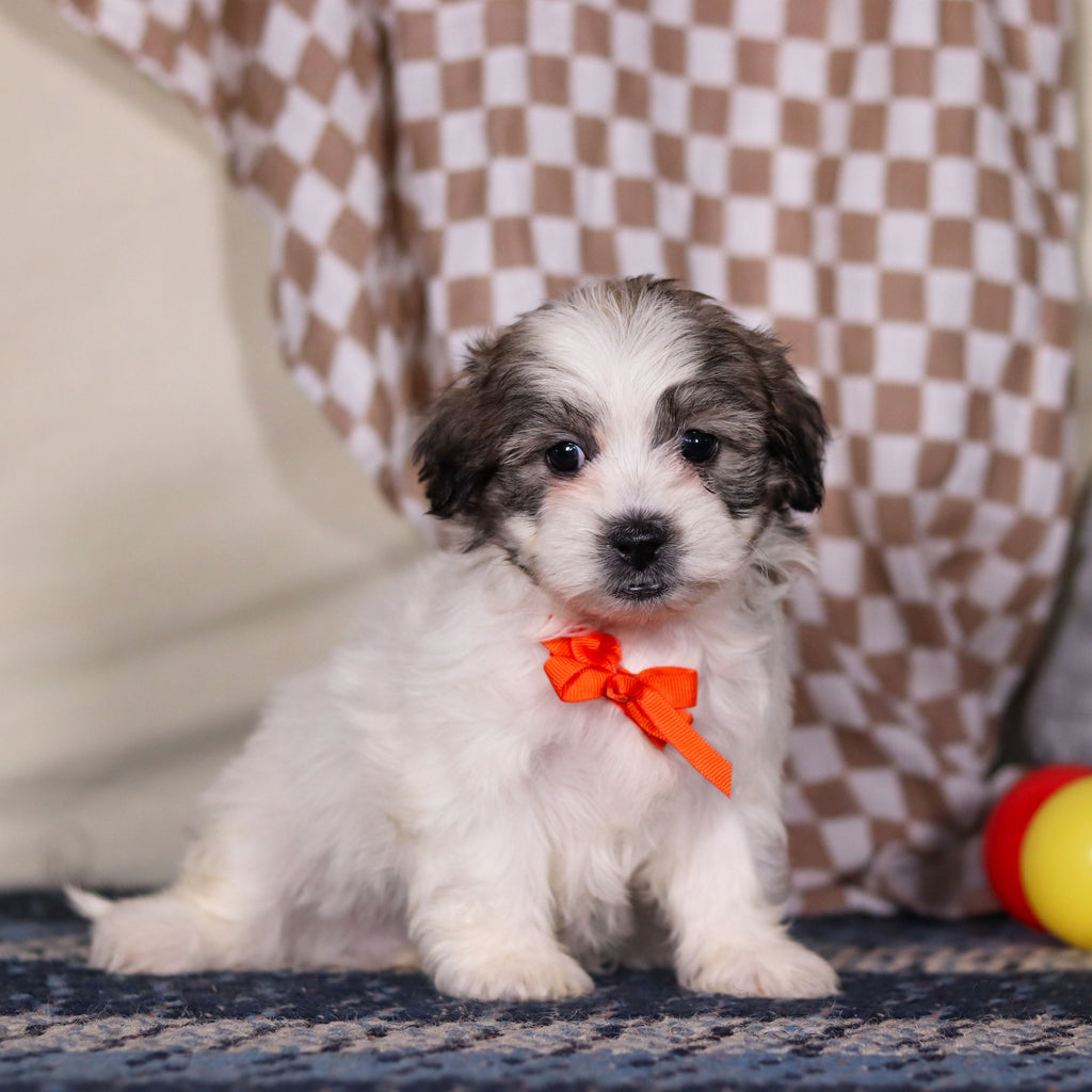 Albert - Available Now