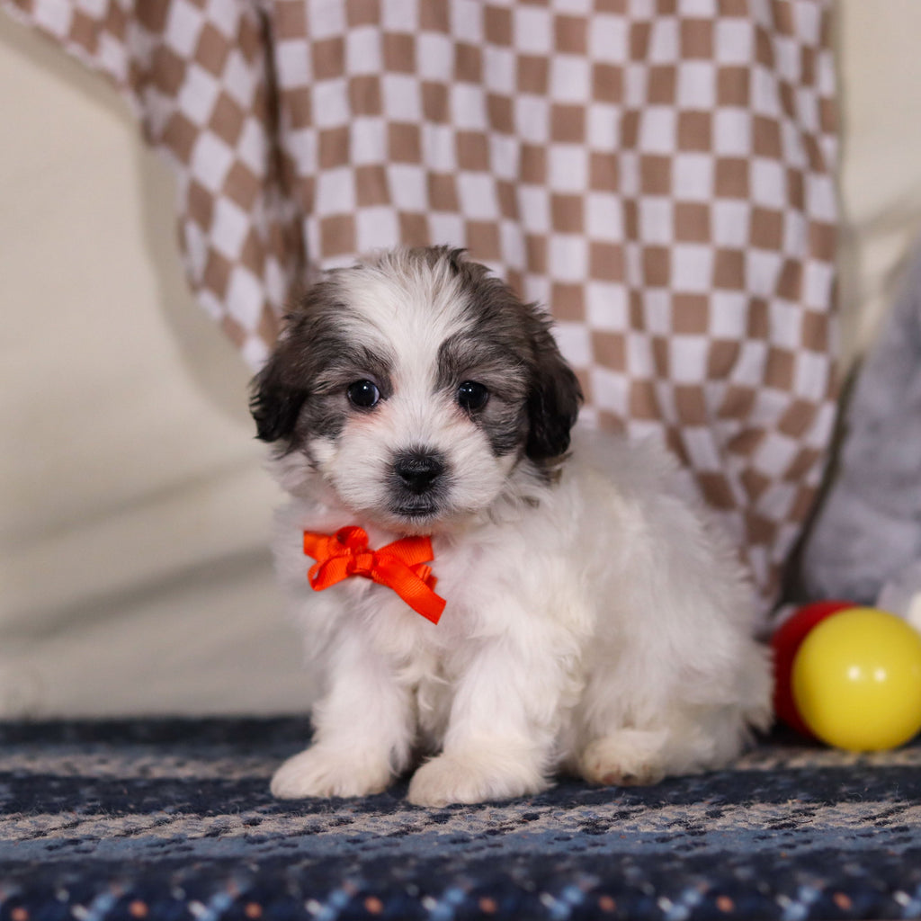 Albert - Available Now