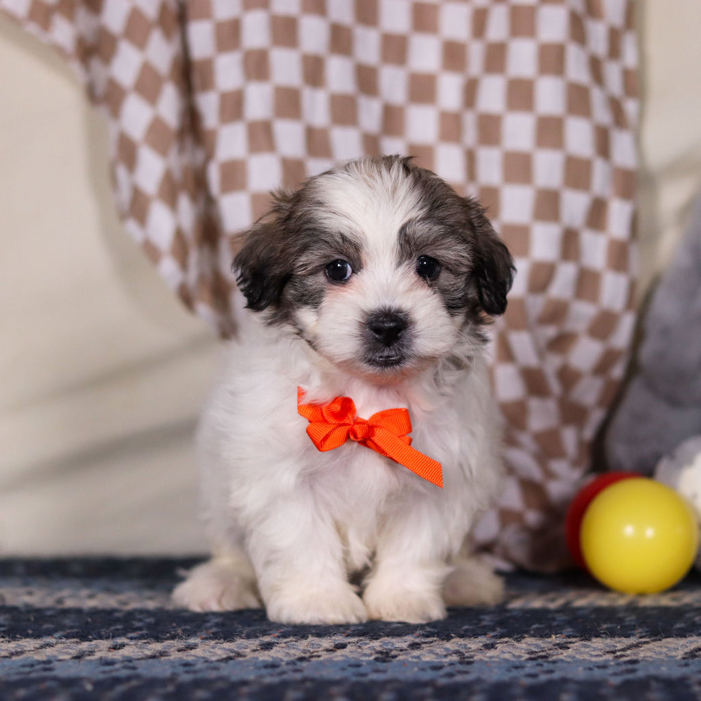 Albert - Available Now