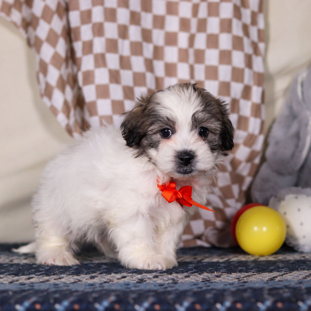 Albert - Available Now