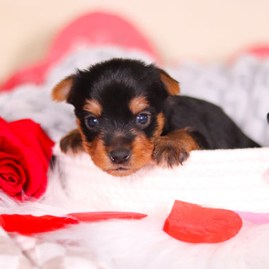 Lewis - Available 3/19