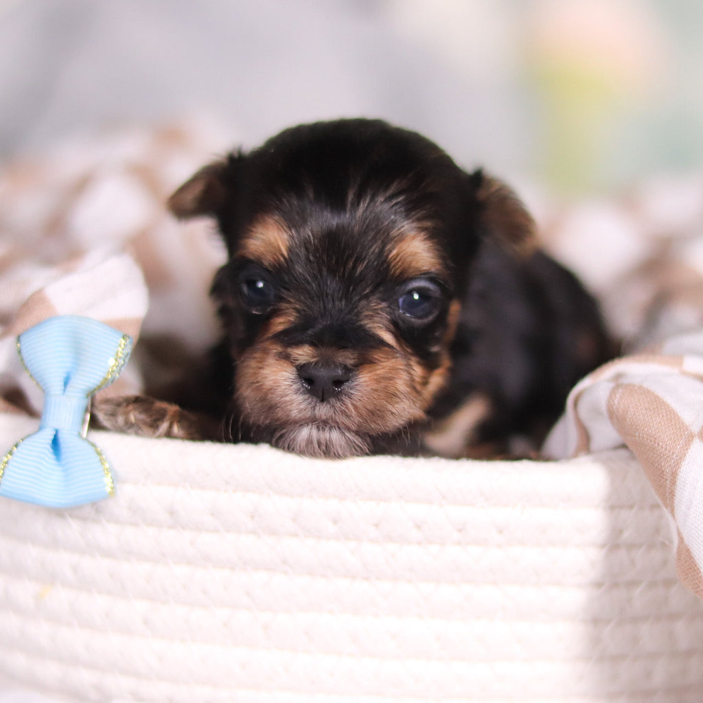 August - Available 3/26