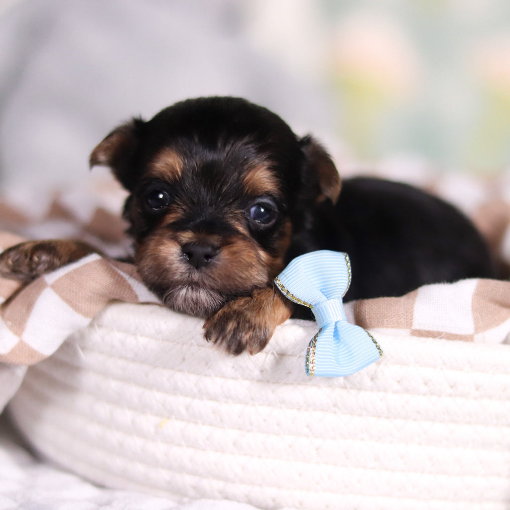 August - Available 3/26