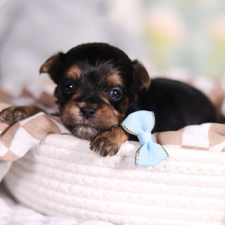 August - Available 3/26