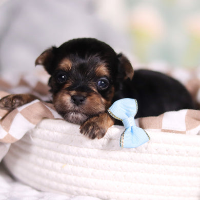 August - Available 3/26