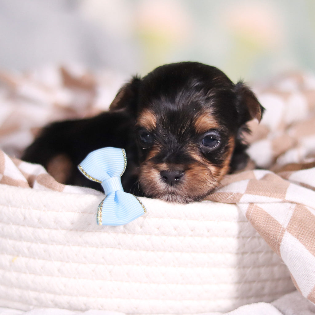 August - Available 3/26