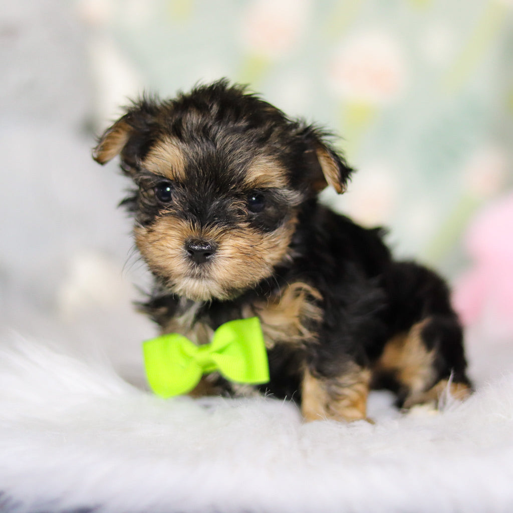 August - Available 3/26