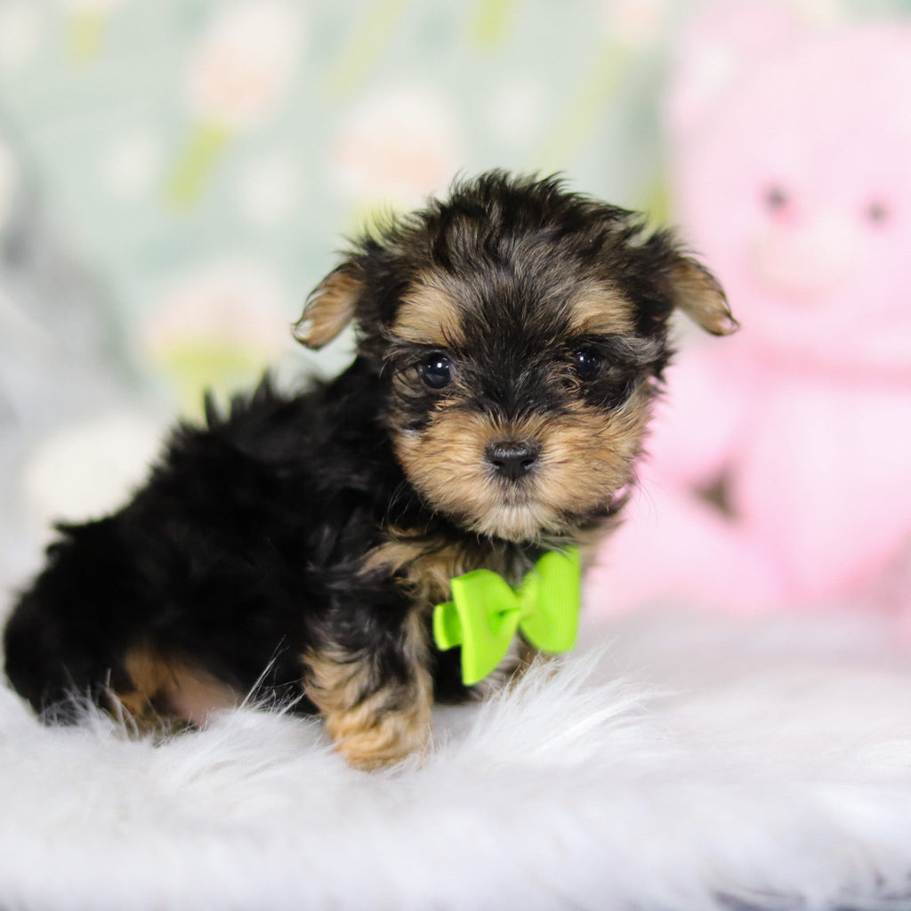 August - Available 3/26