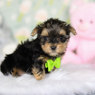 August - Available 3/26