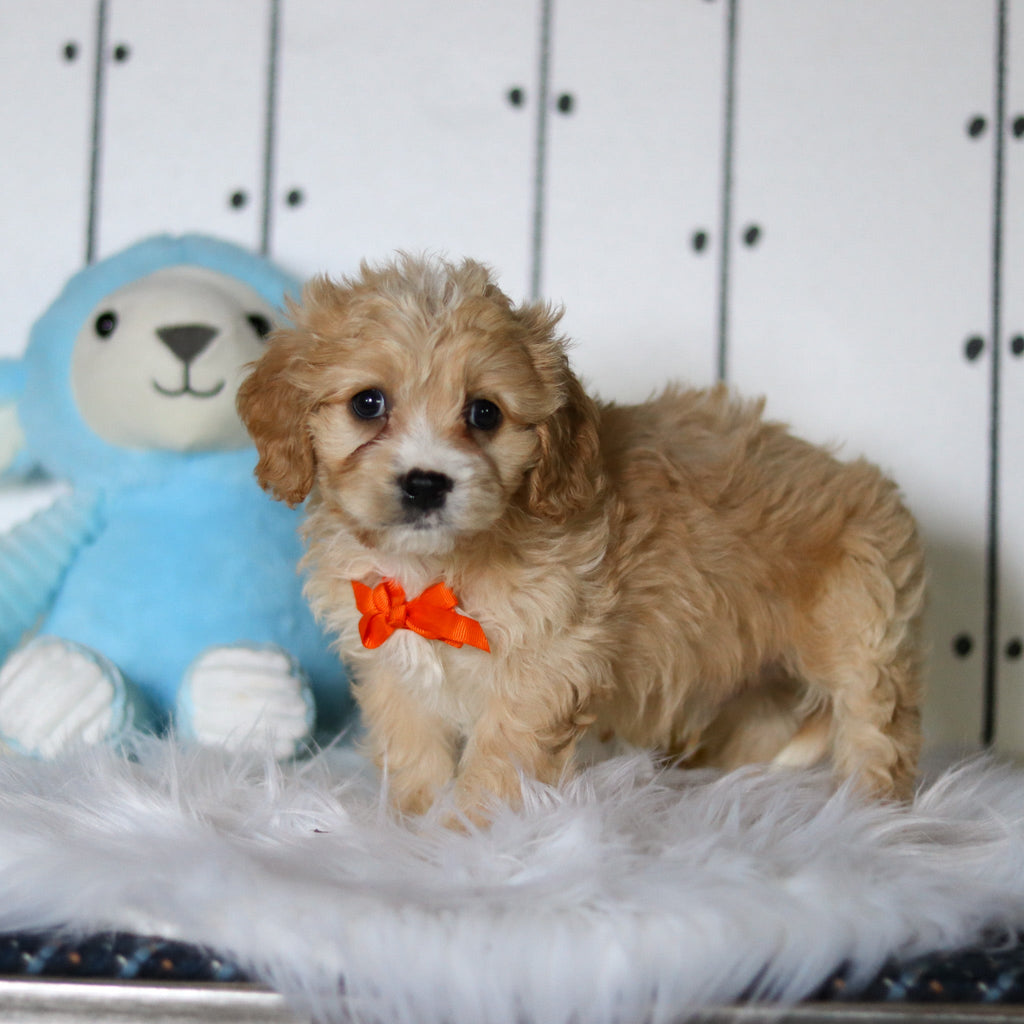 Carlos - Available 4/23