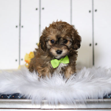 Cameron - Available 4/23